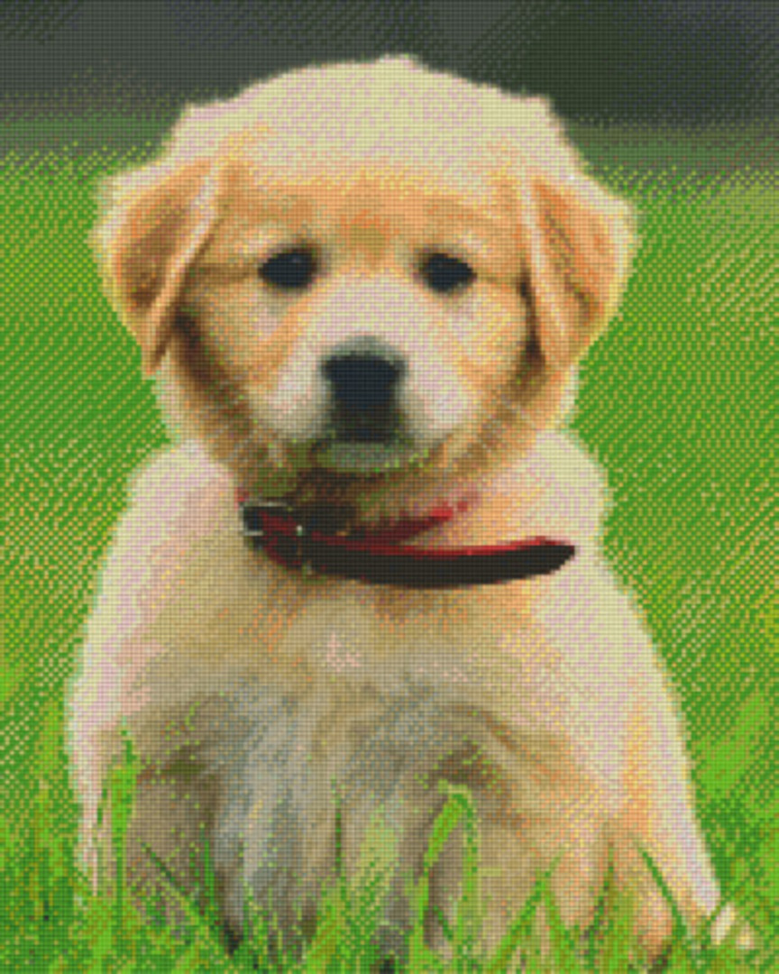 Golden Retriever Puppy Sixteen [16] Baseplate PixelHobby Mini-mosaic Art Kit image 0